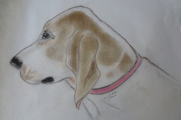 Carly  Basset Hound