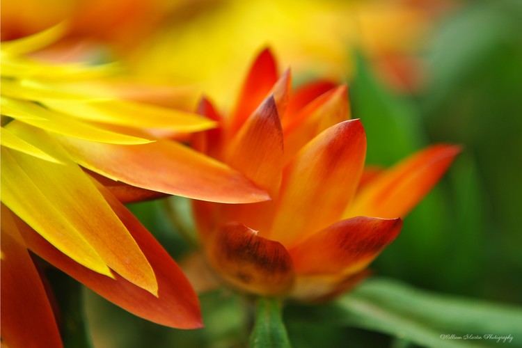 Blooming Beautiful Red Flower