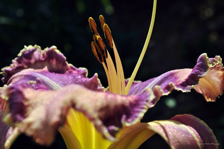 Day Lily in full bloom in the Summer Sun