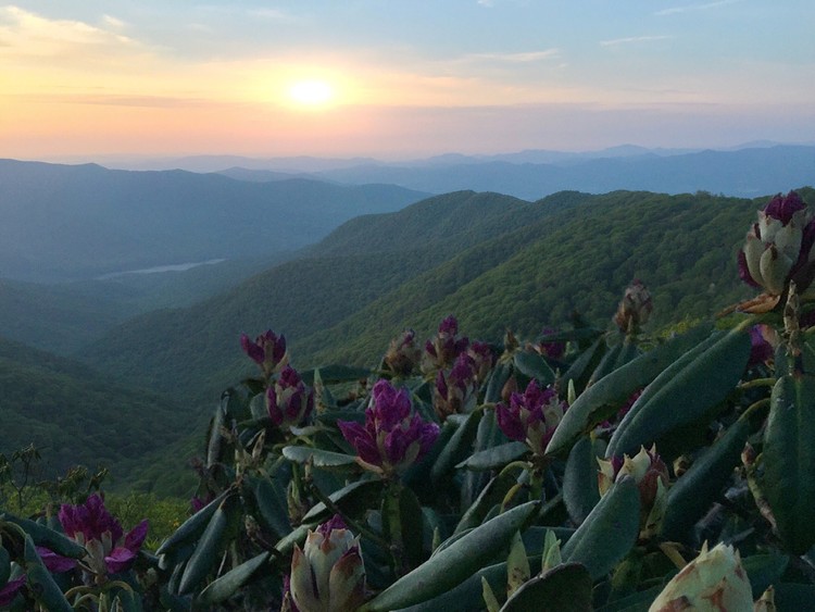 Catawba Rhododendron 