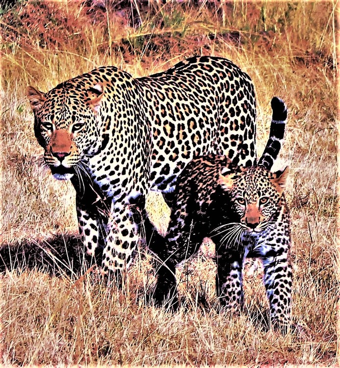 Leopard Mother and Son