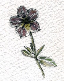 Million Bells Watercolor
