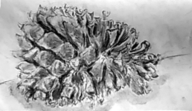 Giant Pinecone Drawing