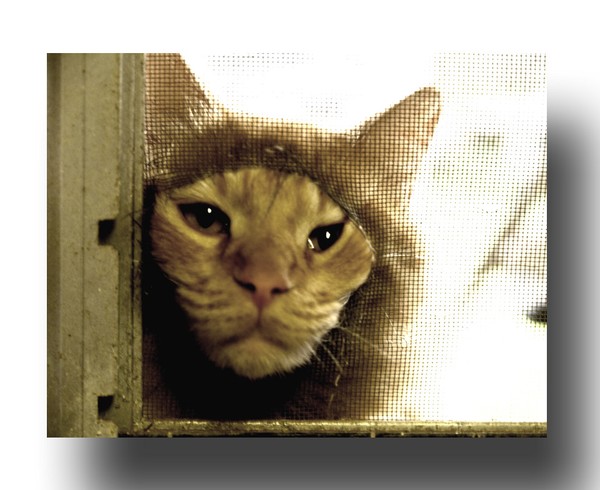 For the love of Pete!!!.....Let me in!!!!