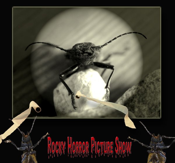 Rocky Horror Picture Show