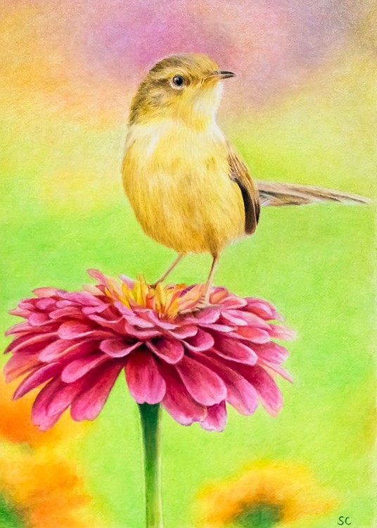 Prinia