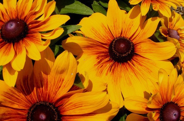 Yellow Delight 1