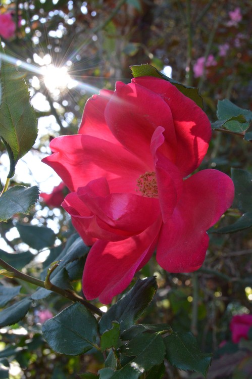 Dawn Rose