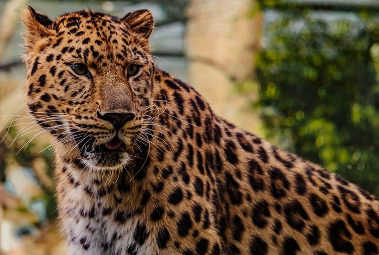 Amur Leopard - February 6 9 2026