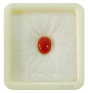 Red Coral