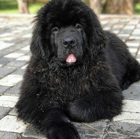 Little black puppy