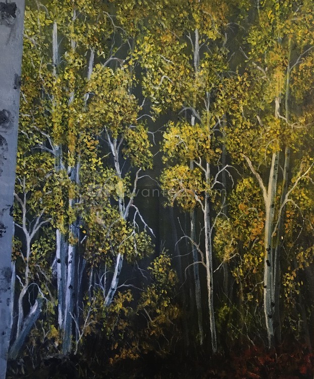Aspen trees