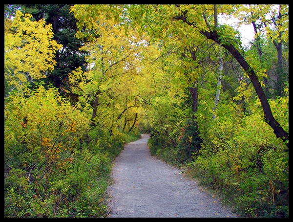 Aspen Grove
