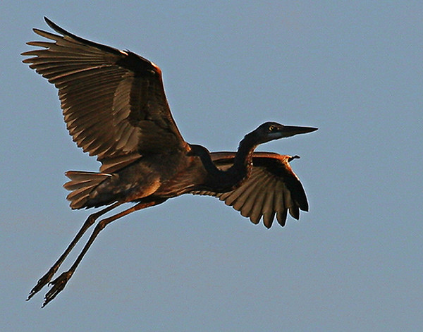 Blue Heron in Flight