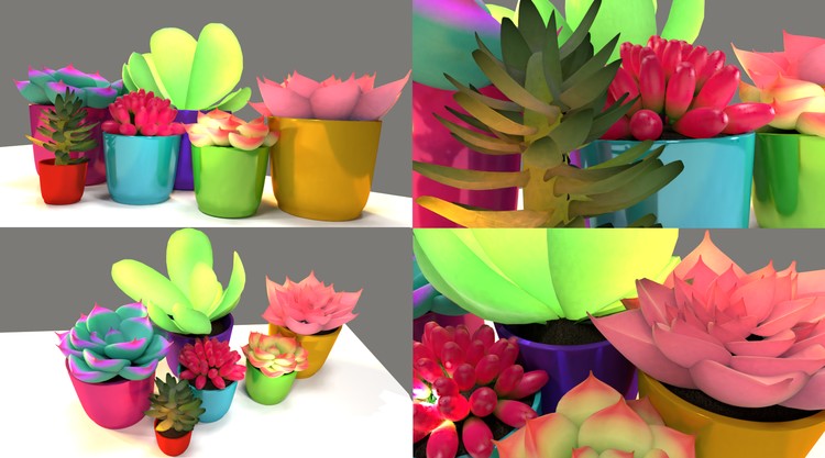 Succulents