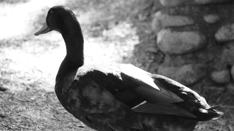 Shy Duck Noir