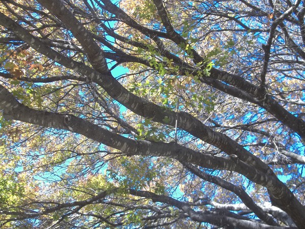 autumn leaves