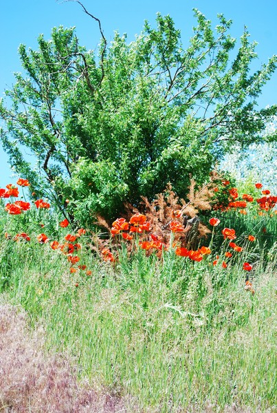 Red Poppies
