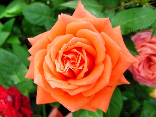 Roses Series 100