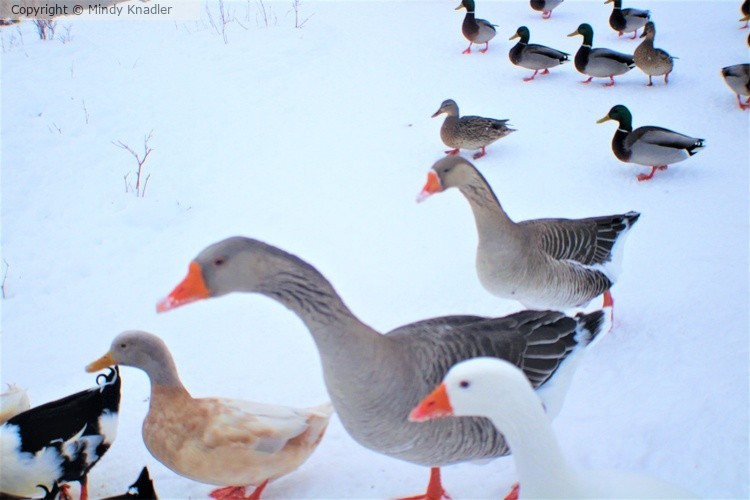 Geese and ducks 
