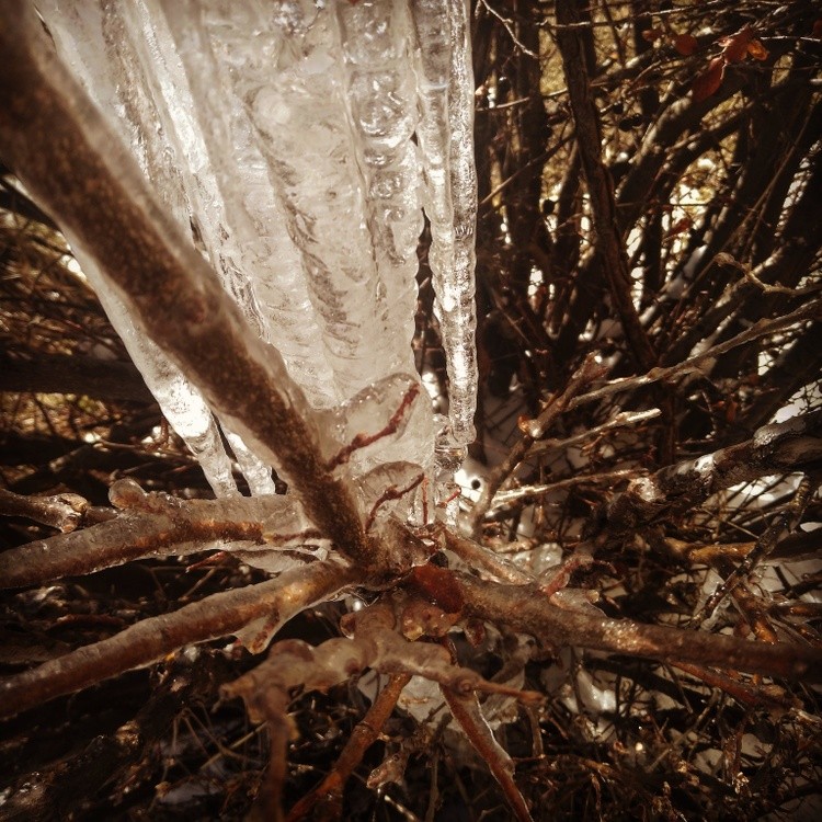 Frozen Branch