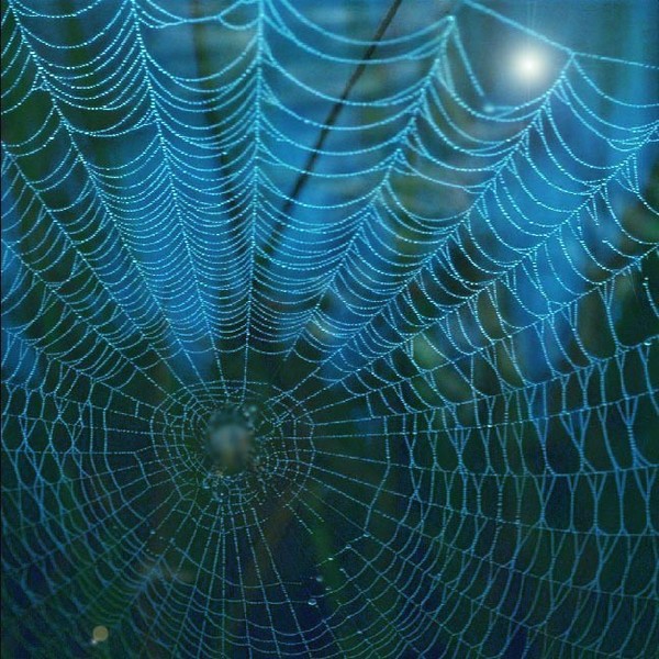 Cocoon.....