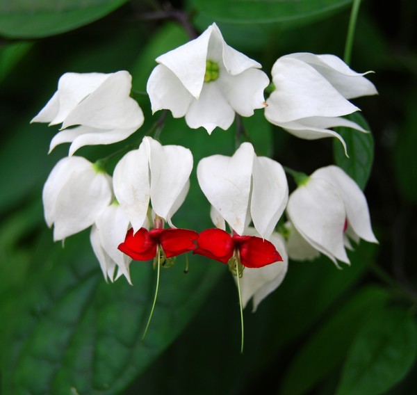 The Bells