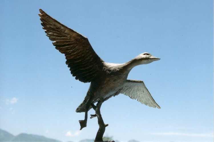 DUCK