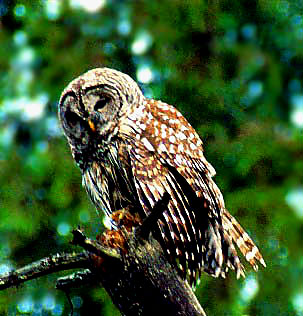 Spotted Owl