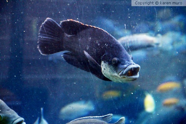 FISH