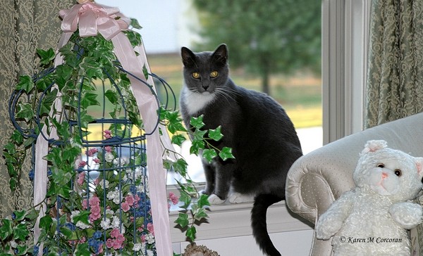 Java in the Window