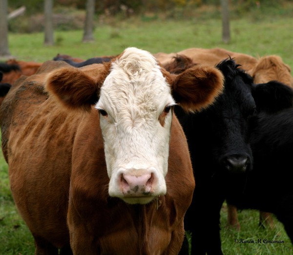 Mr Cow