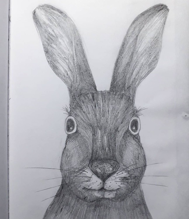 Bunny