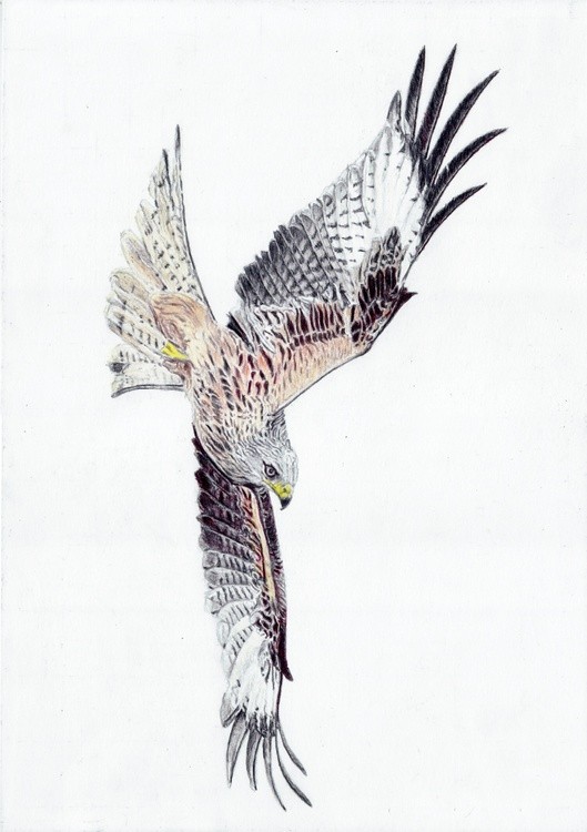 Red Kite