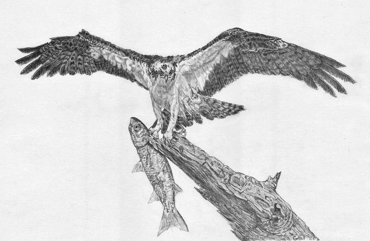 Osprey 