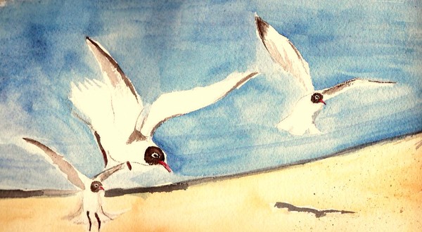 seaguls