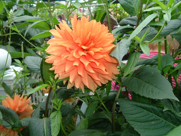 Orange Sherbert