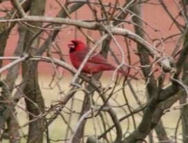 Mr. Cardinal