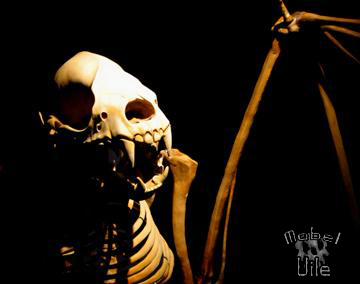 Giant Bat Skeleton