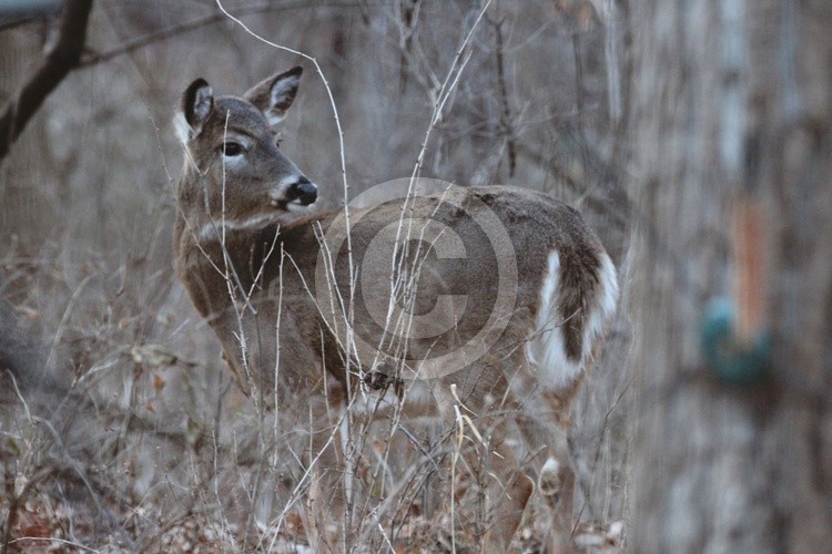 Deer 