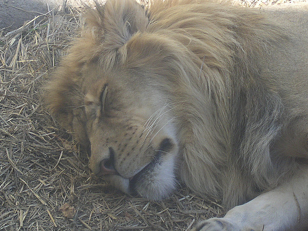 Rough Life 1
