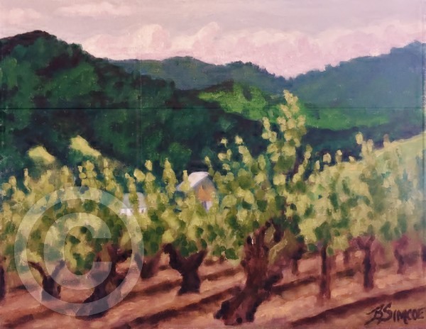 Sonoma Vines