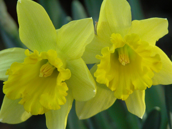 Yellow spring