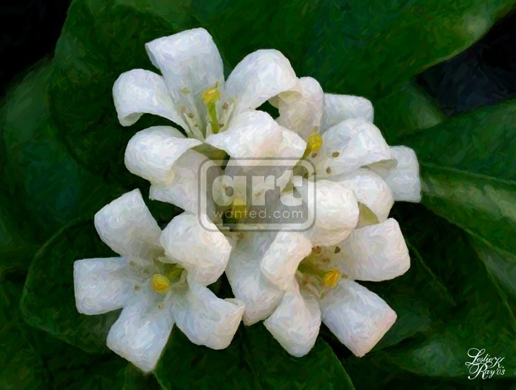 Jasmine