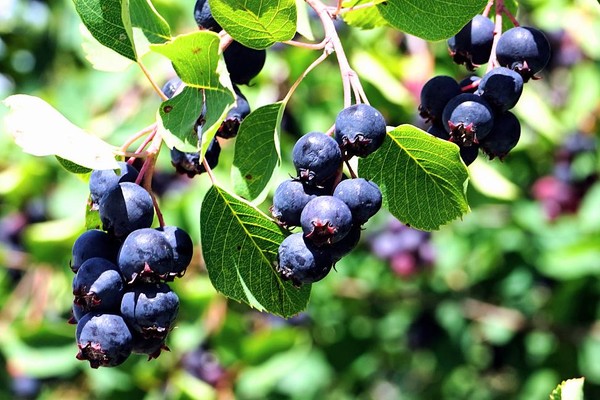 Saskatoons