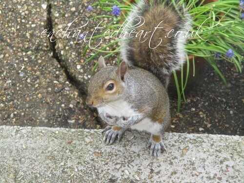 Squirrel and Blue Muscari