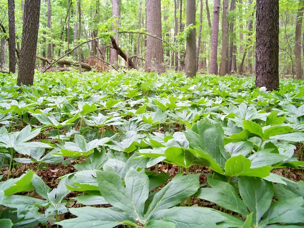 Field of Green