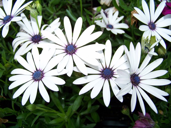 Cool Flowers