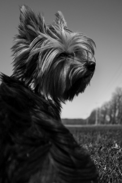 Dex B&W
