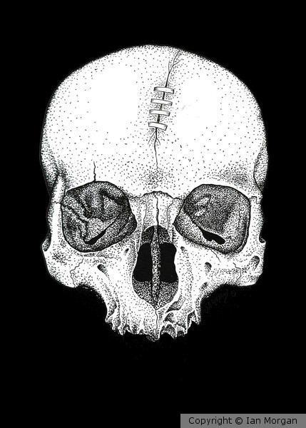 skull study No.5